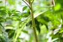 Carara National Park, Costa Rica