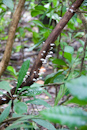 Carara National Park, Costa Rica